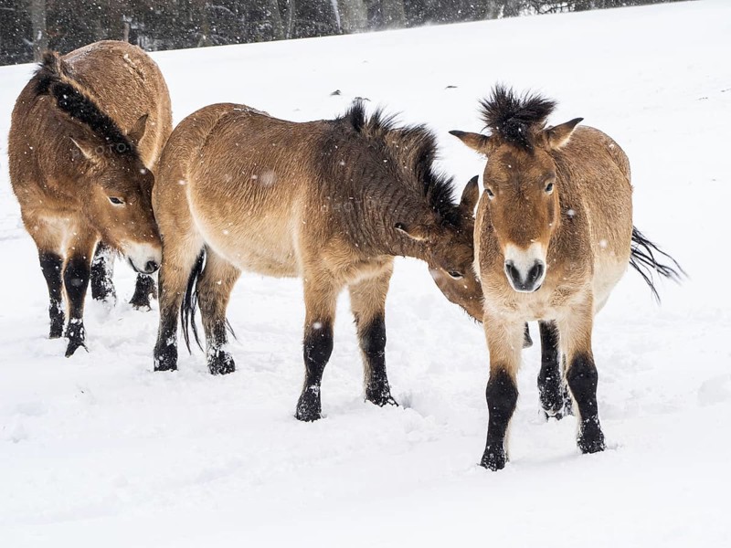 Przewalski's horses (Equus przewalskii) during snowfall in winter