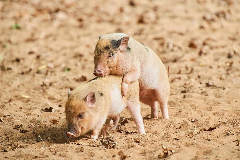 Vietnamese Pot-bellied piglets