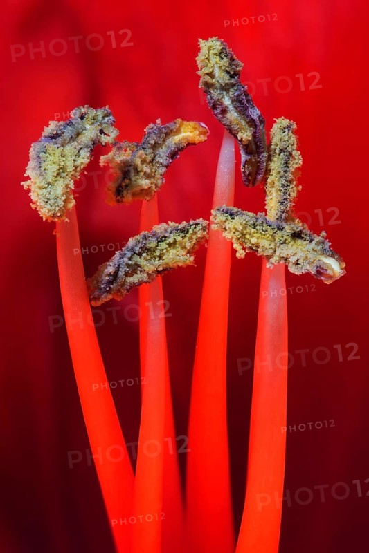 Red amaryllis