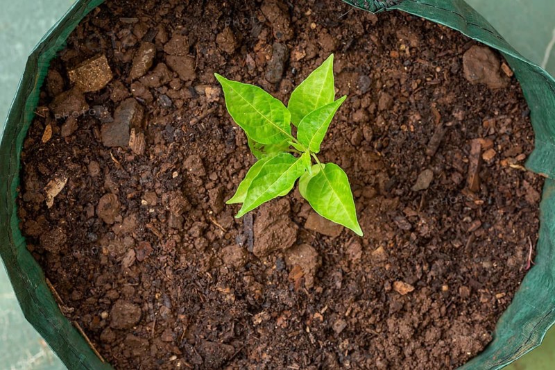 Birds eye chili (Capsicum frutescens) growing in grow bag