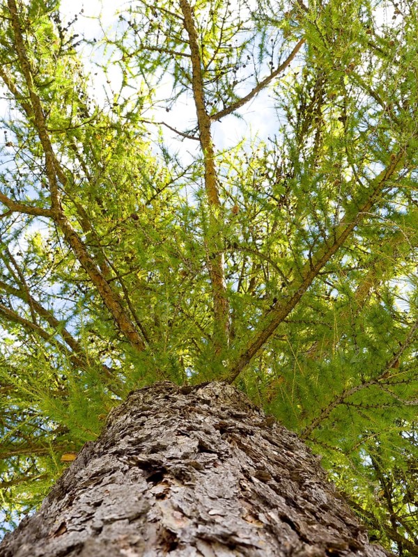 European larch (Larix decidua)