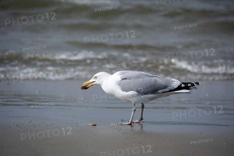 European herring gull (Larus argentatus) foraging on the wave fringe