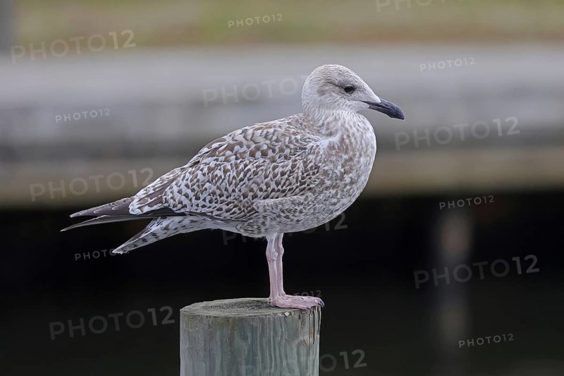 European herring gull (Larus argentatus)