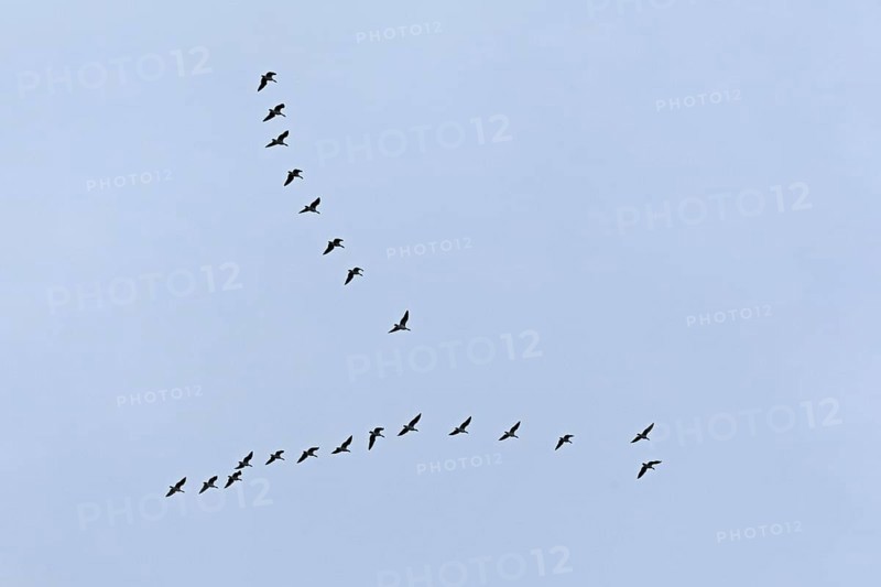 Flock of wild geese