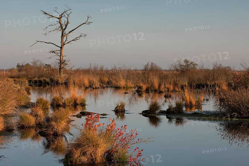 Goldenstedter Moor