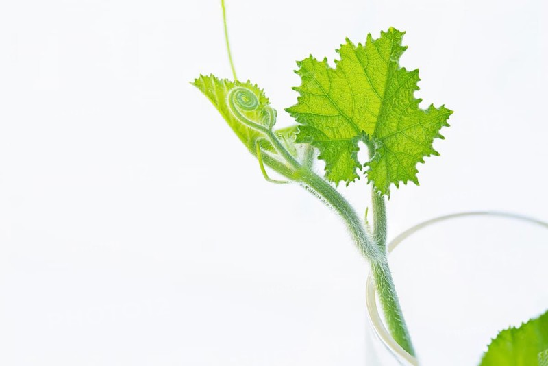 Pumpkin (Cucurbita) vine plants with tendril isolated on white