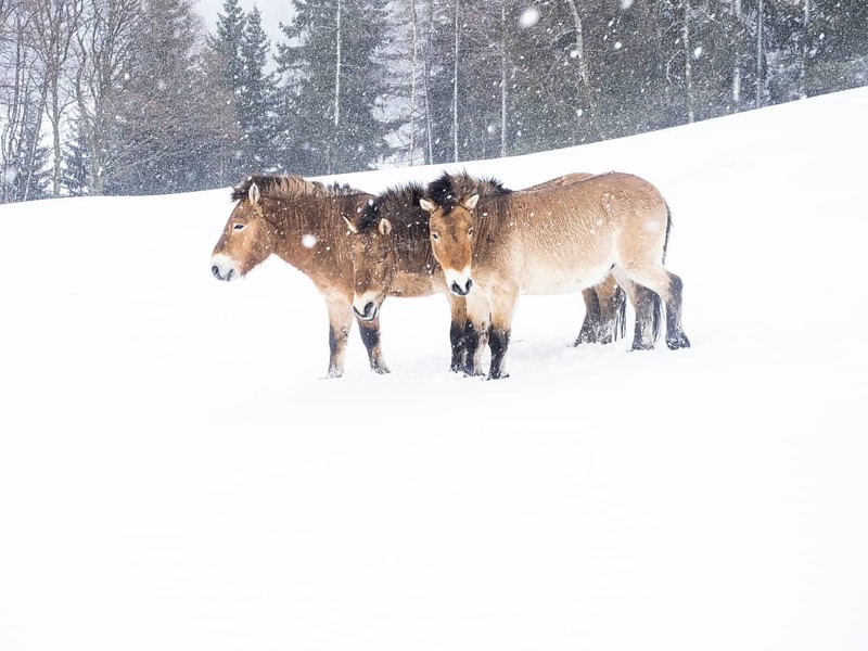 Przewalski's horses (Equus przewalskii) during snowfall in winter