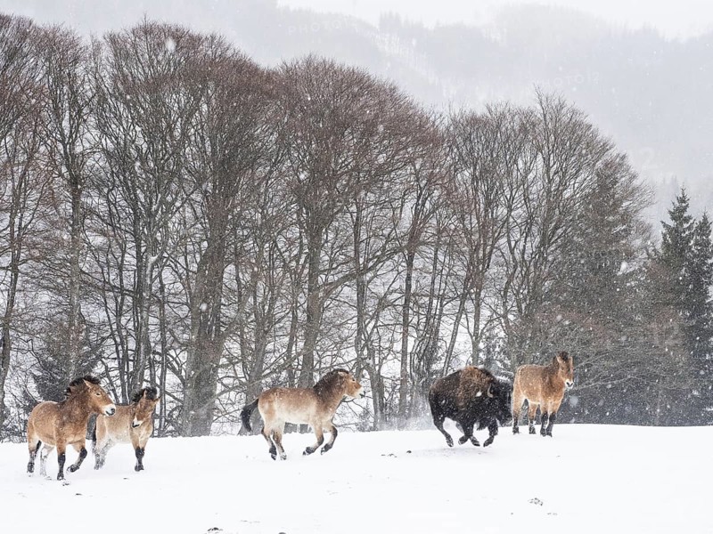 American bison (Bos bison) and przewalski's horses (Equus przewalskii) during snowfall in winter