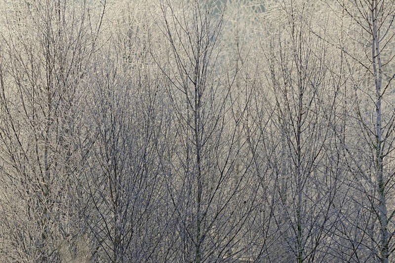Birches (Betula)