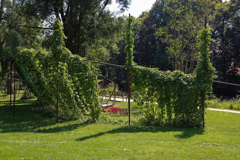 Benches and climbing plants in Donaupark