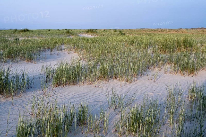 Marram Grass