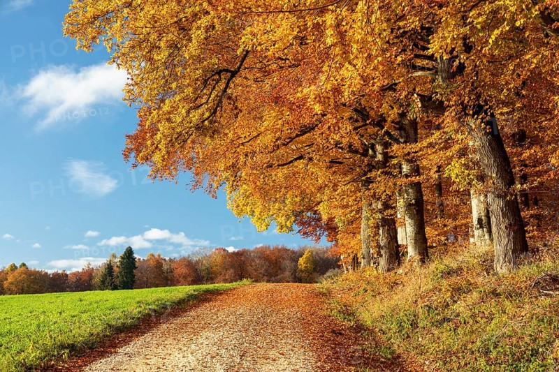 Colourful autumn colours in the forest near Liggeringen