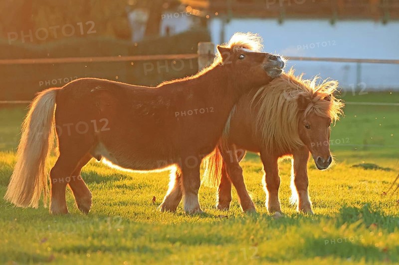 Horse (Equus)