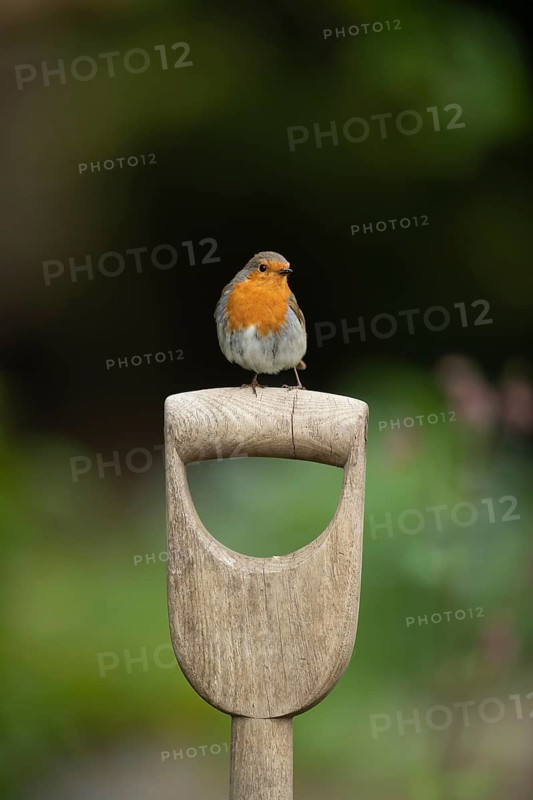 European robin (Erithacus rubecula) adult bird on a garden fork handle