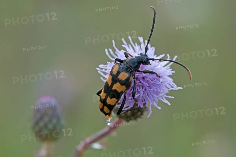 lepturine beetle (Strangatia attenuata)