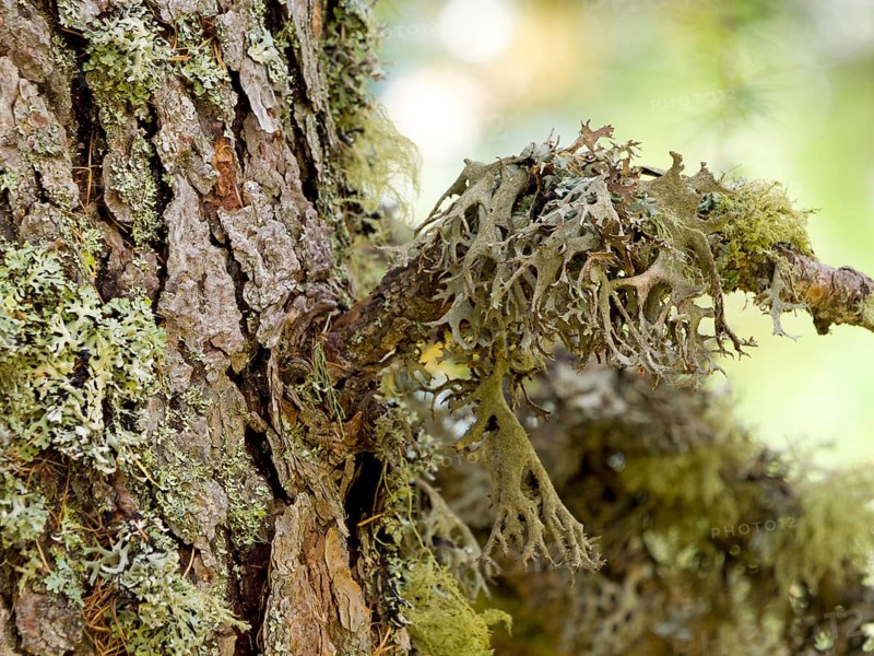 Lichens on a european larch (Larix decidua)