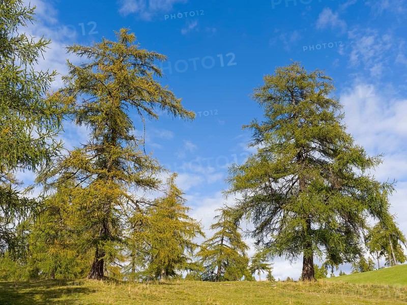 Larch meadows on the Salten