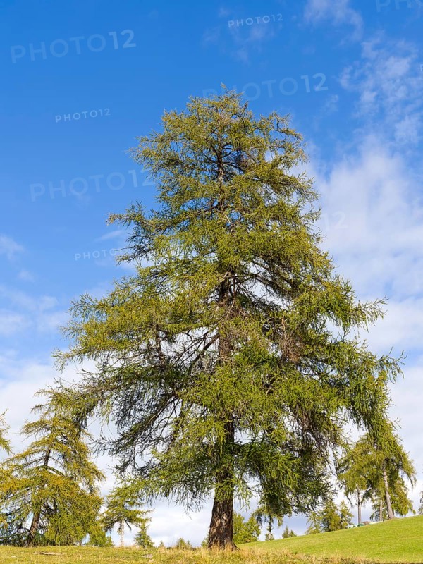Larch meadows on the Salten