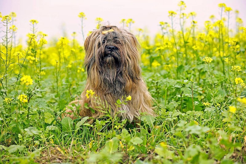 Dog sitting in flower meadow