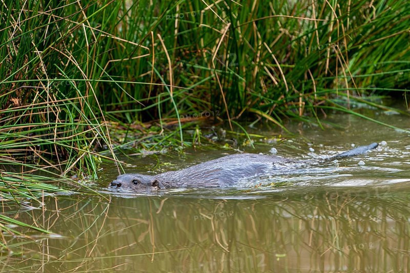 Young european otter (Lutra lutra)