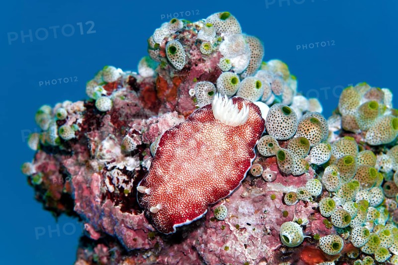 Goniobranchus reticulatus (Chromodoris reticulata)