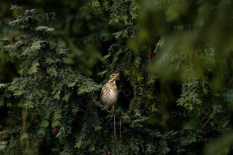Redwing (Turdus iliacus) in a yew tree