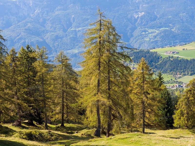 Larch meadows on the Salten