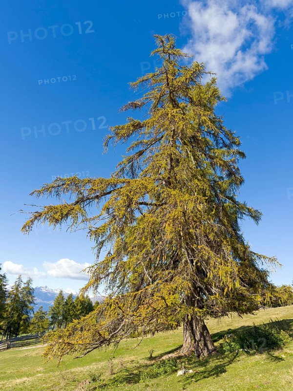 Larch meadows on the Salten