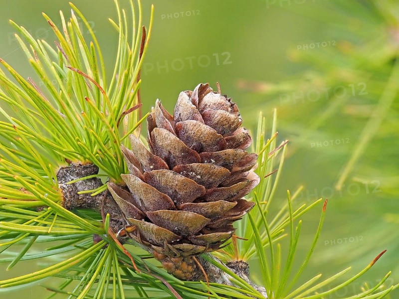 Larch cones and european larch (Larix decidua)