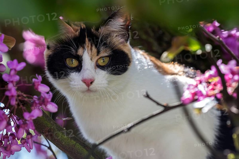 European shorthair