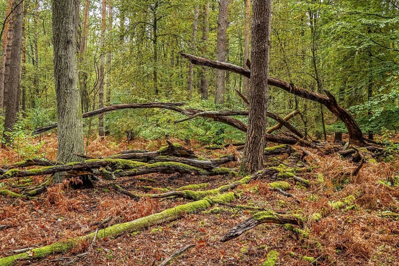 Decaying trees