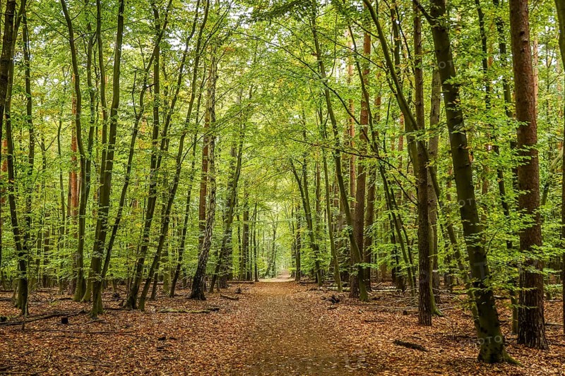 Waldweg