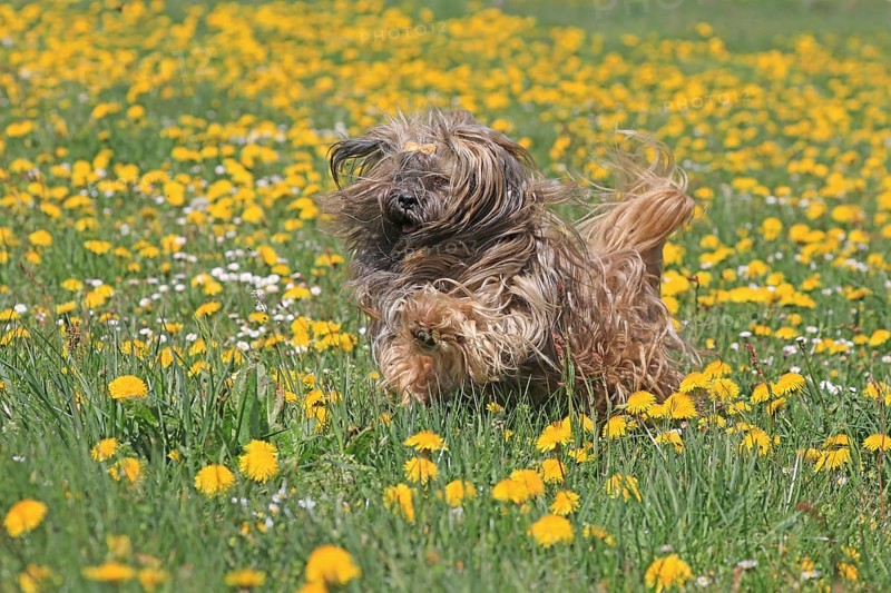 Lhasa Apso running in yellow flower meadow