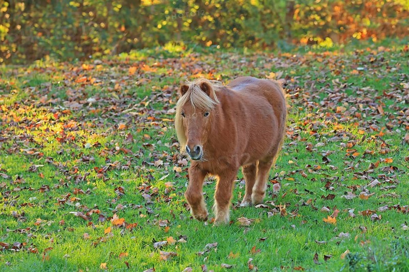 Horse (Equus)