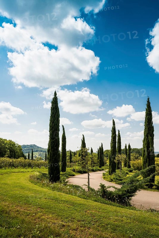 Path with cypresses