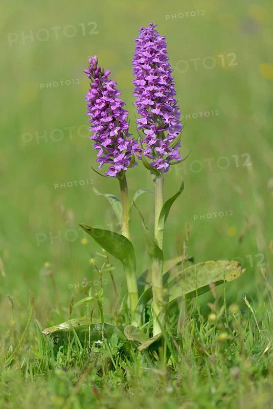 Western Marsh Orchid (Dactylorhiza majalis)