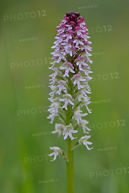 Burnt-tip orchid (Orchis ustulata)