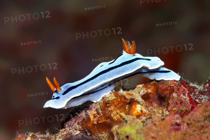 Magnificent star snail (Chromodoris lochi)