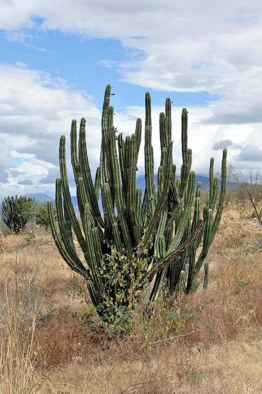 Mexican giant cardon (Pachycereus pringlei) and elephant tree (Bursera microphylla)