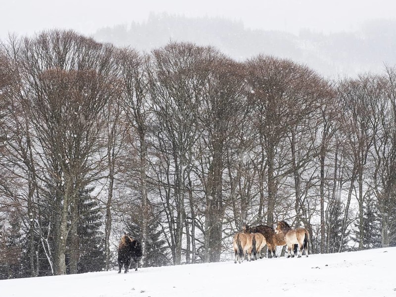American bison (Bos bison) and przewalski's horses (Equus przewalskii) during snowfall in winter
