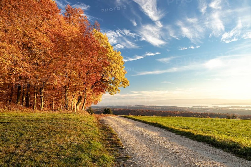 Colourful autumn colours in the forest near Liggeringen