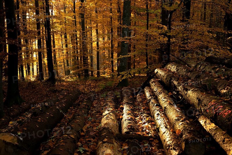 Afternoon sun in the beech forest near Liggeringen