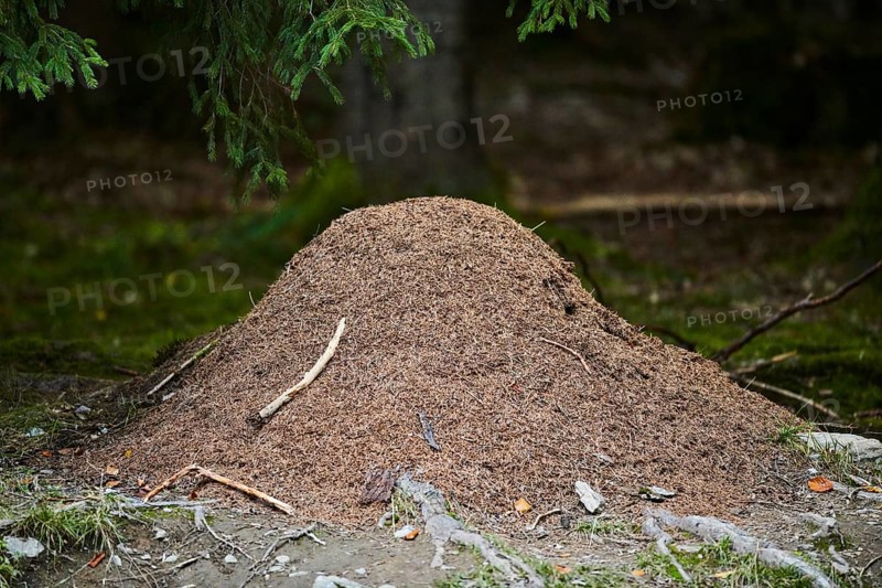 Wood ants (Formica rufa) anthill in a forest