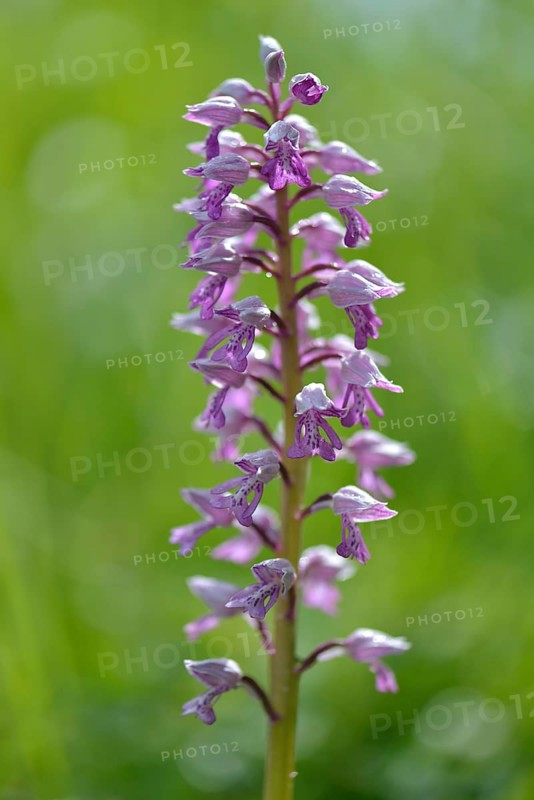 Military orchid (Orchis militaris)