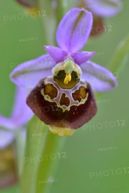Late spider-orchid (Ophrys holoserica)