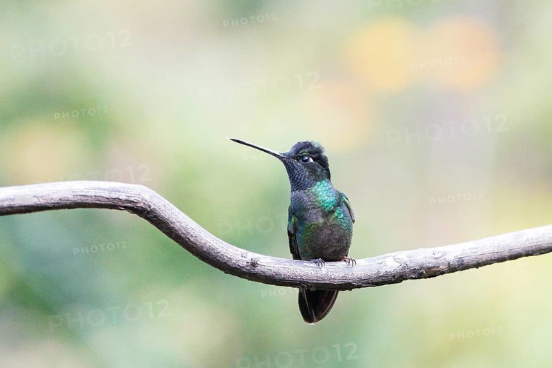 Magnificent hummingbird (Eugenes fulgens) sitting on branch