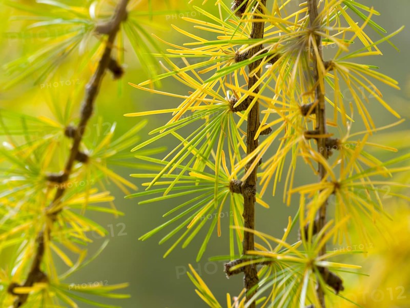 European larch (Larix decidua)
