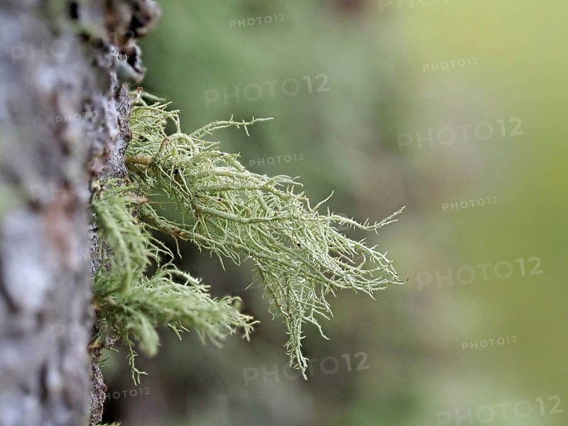 Lichens on a european larch (Larix decidua)