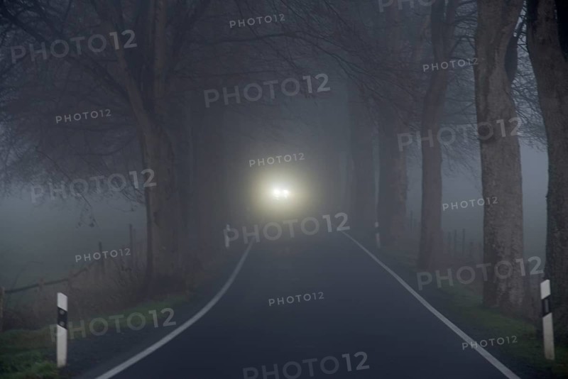 Avenue of trees in early morning fog