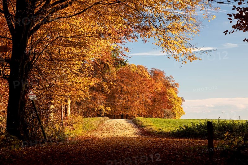 Colourful autumn colours in the forest near Liggeringen